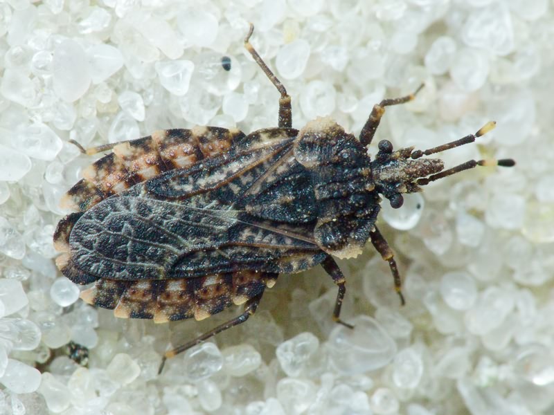 Aradus betulae (Linnaeus, 1758)